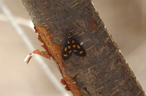 036 Moth, Tiger Lichen, 2007-12119530 Sydney Bay NP, Manly, AU